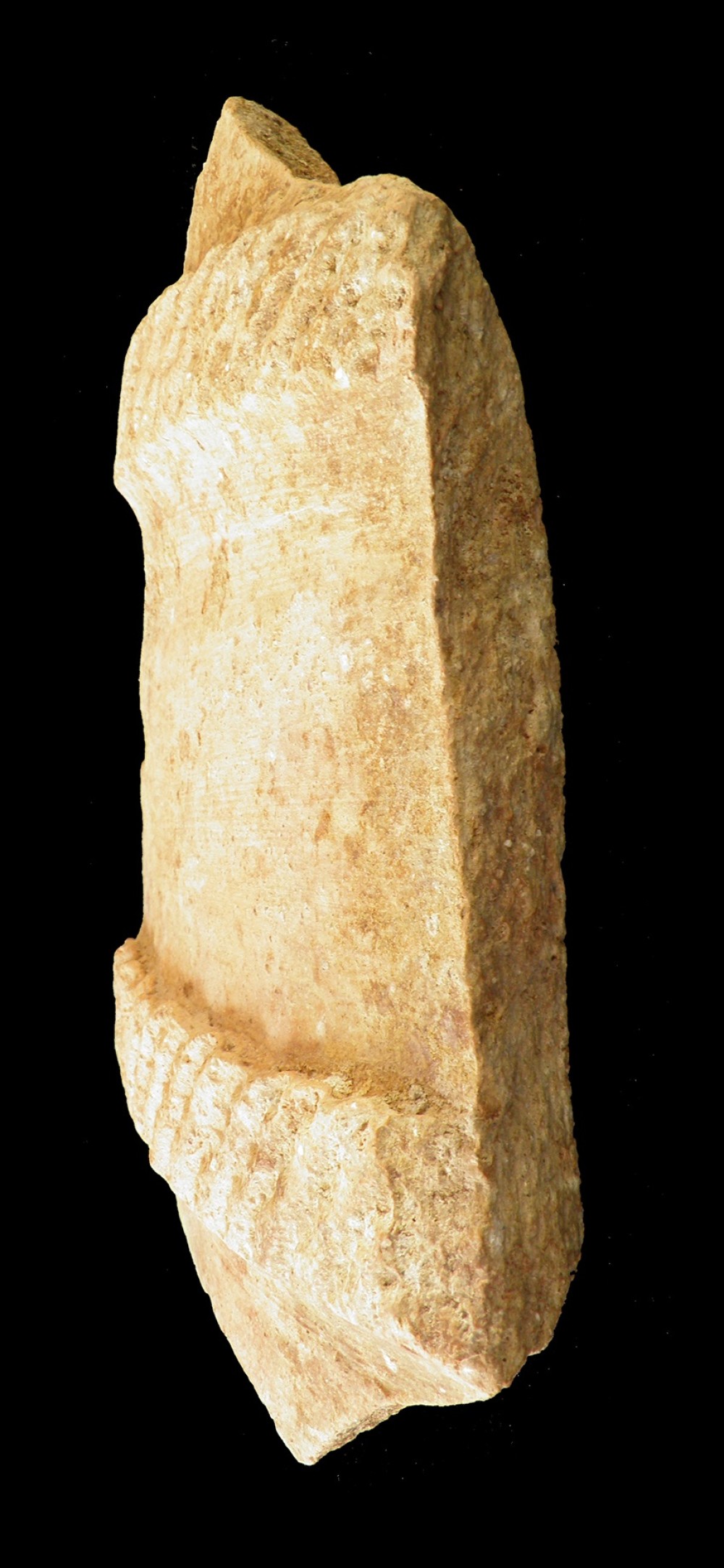 100.JPG