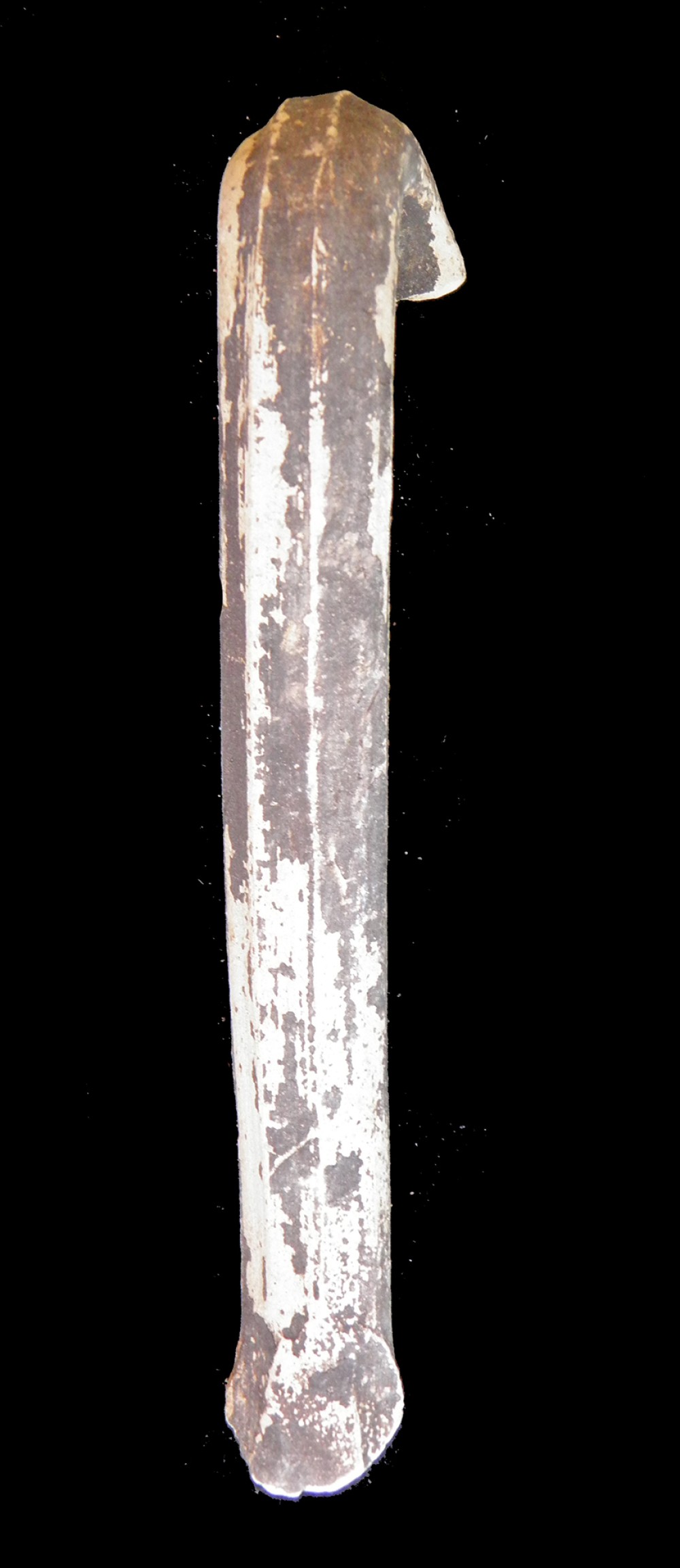 101.JPG
