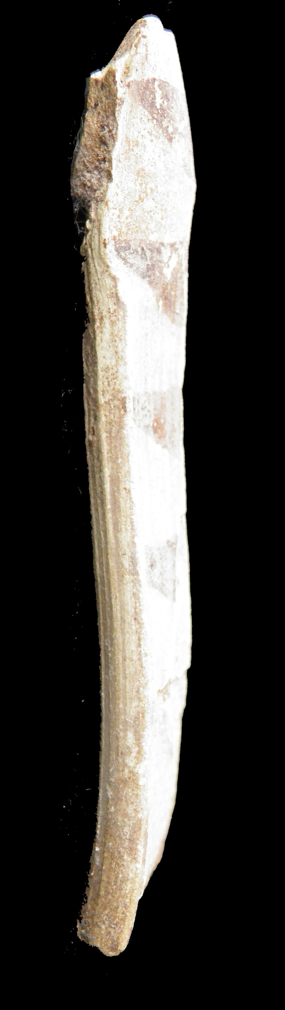 100.JPG