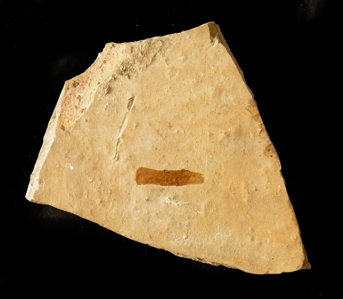100.JPG